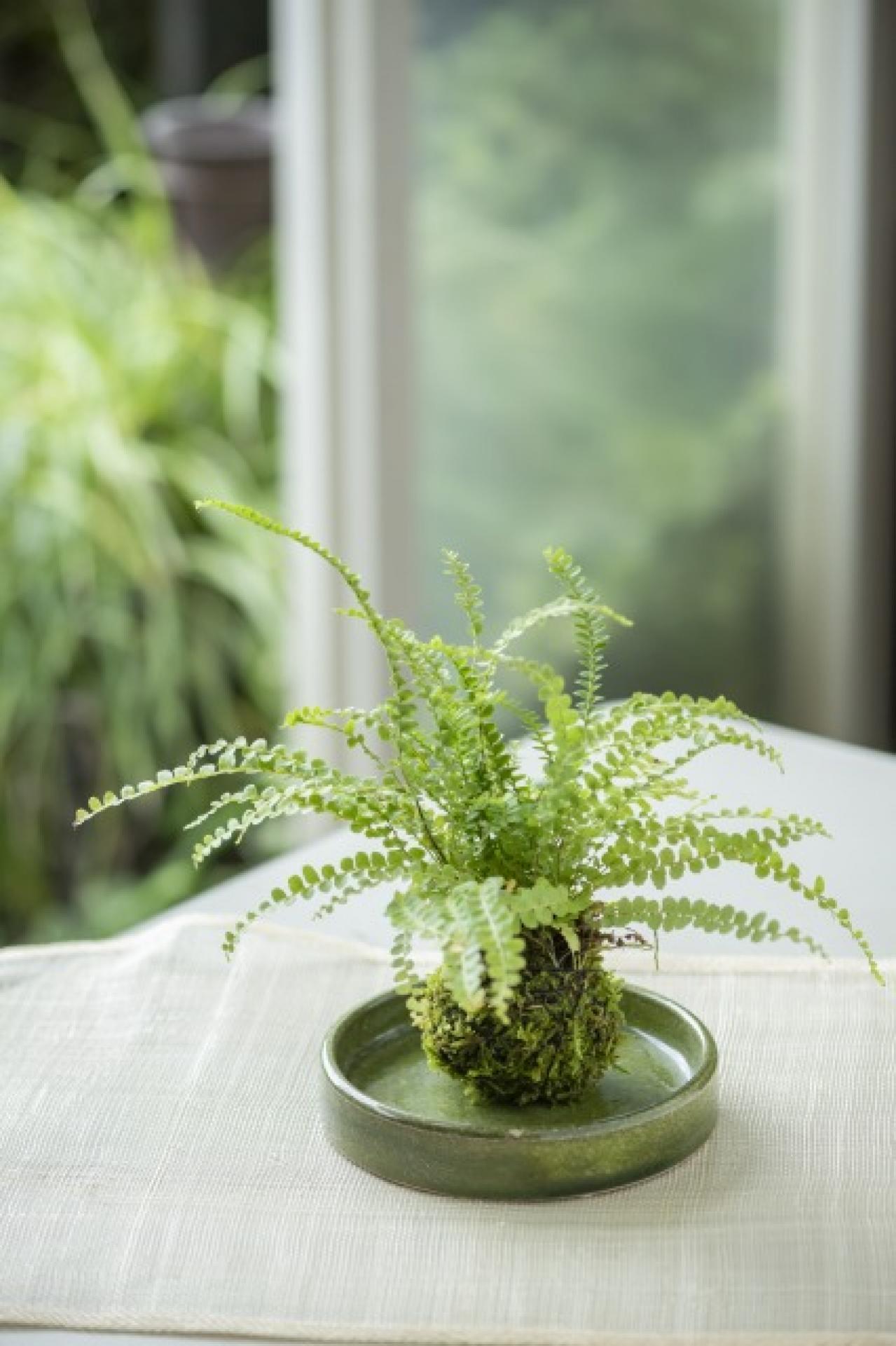 暑い夏は目で涼を楽しむ、苔玉にしたい植物８選【ガーデニング】（画像4）