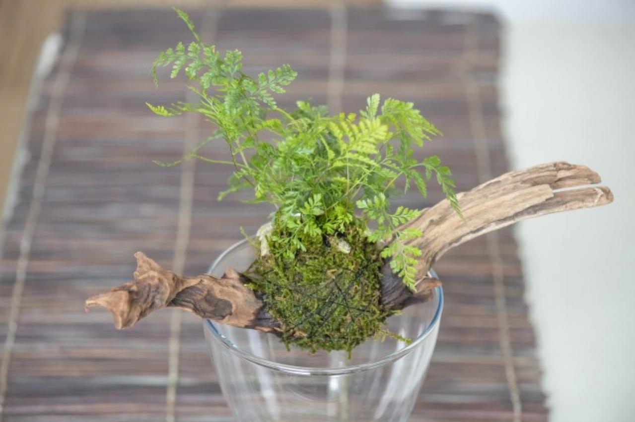 暑い夏は目で涼を楽しむ、苔玉にしたい植物８選【ガーデニング】（画像3）