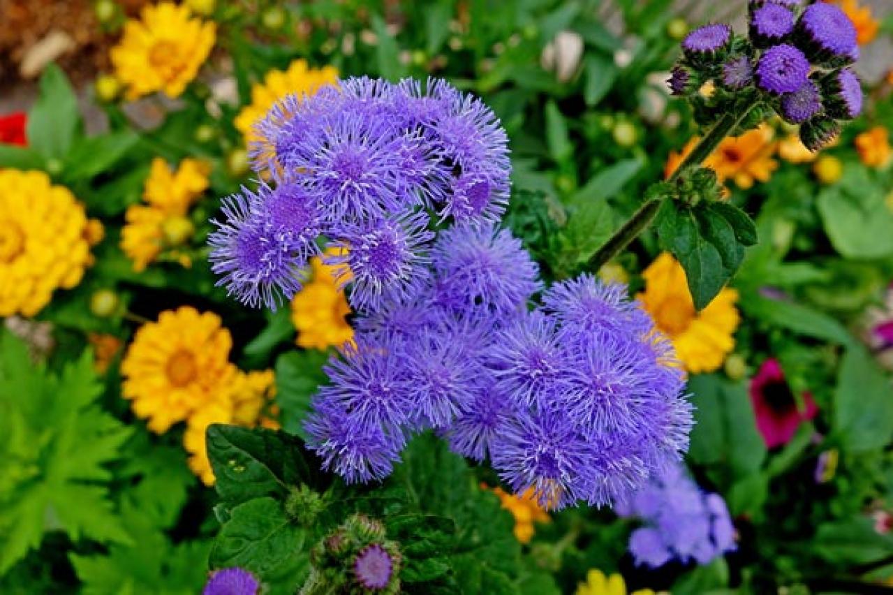 【ガーデニング】晩夏に咲く青い花10選。晩秋まで庭やベランダを彩る（画像10）