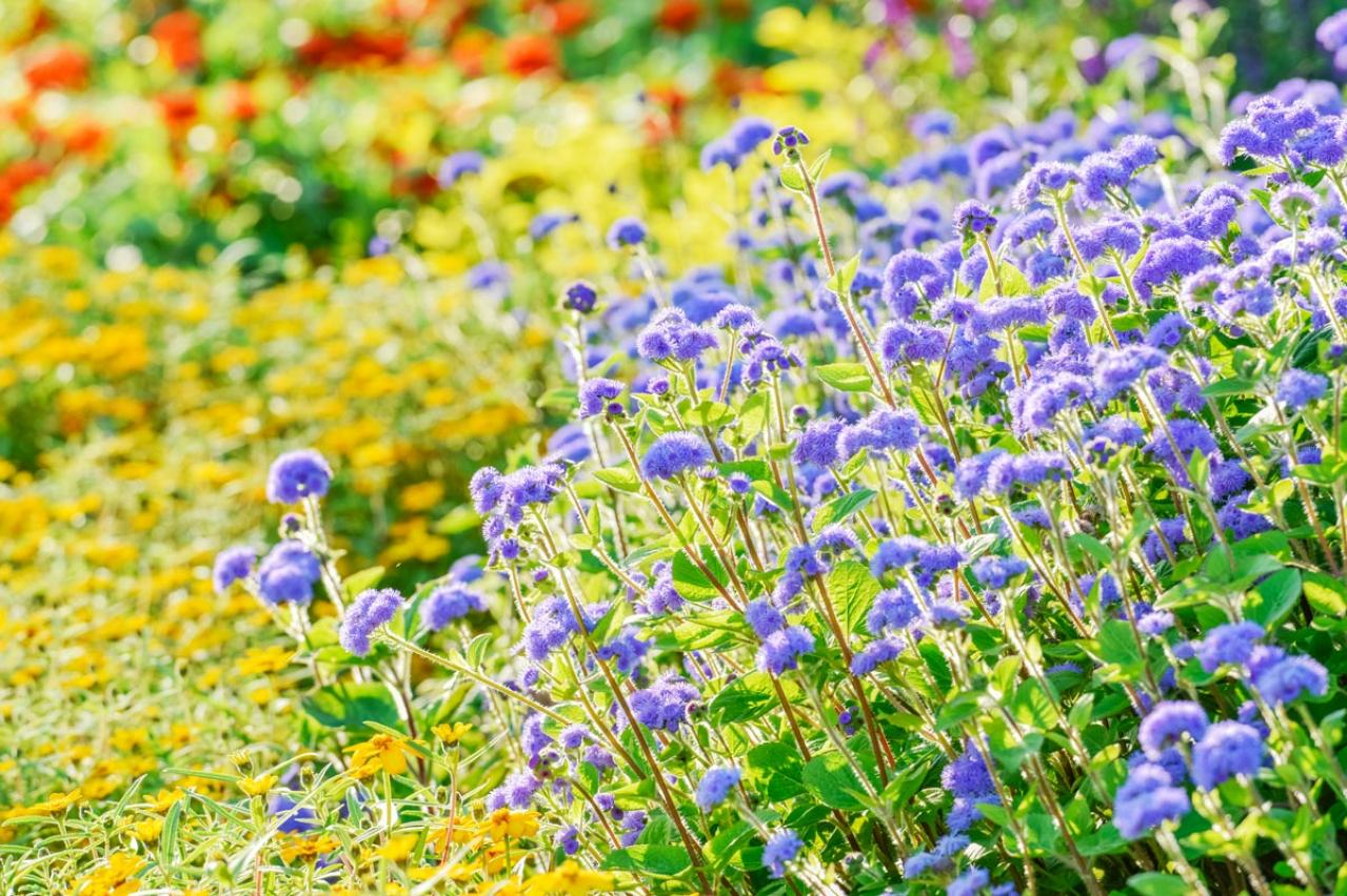 【ガーデニング】晩夏に咲く青い花10選。晩秋まで庭やベランダを彩る