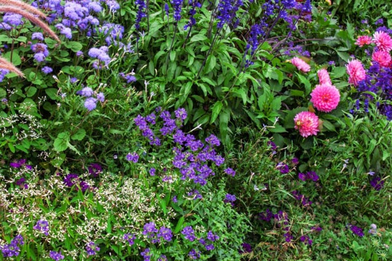 【ガーデニング】晩夏に咲く青い花10選。晩秋まで庭やベランダを彩る（画像2）