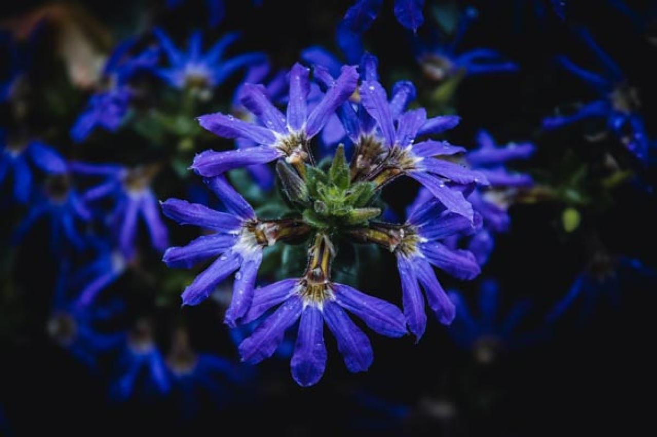 【ガーデニング】晩夏に咲く青い花10選。晩秋まで庭やベランダを彩る（画像15）