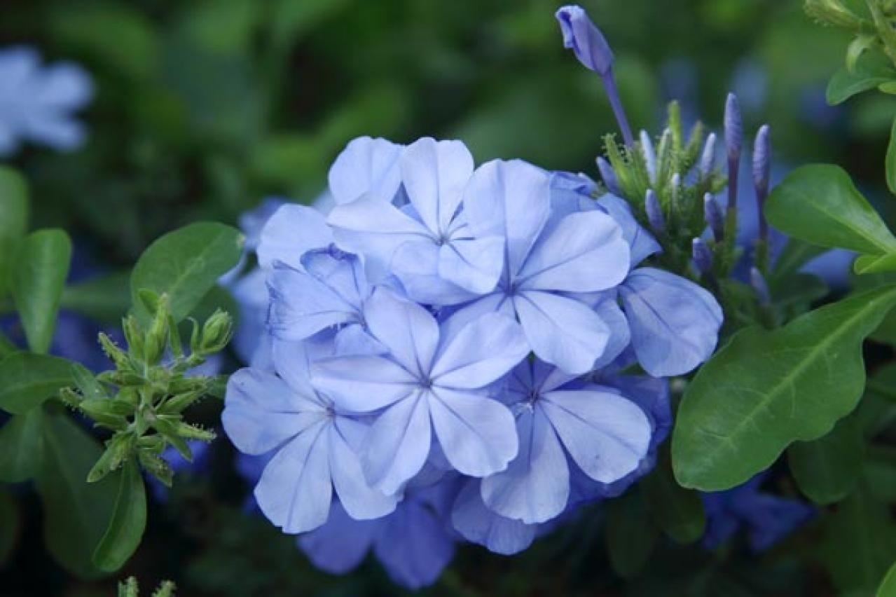 【ガーデニング】晩夏に咲く青い花10選。晩秋まで庭やベランダを彩る（画像5）