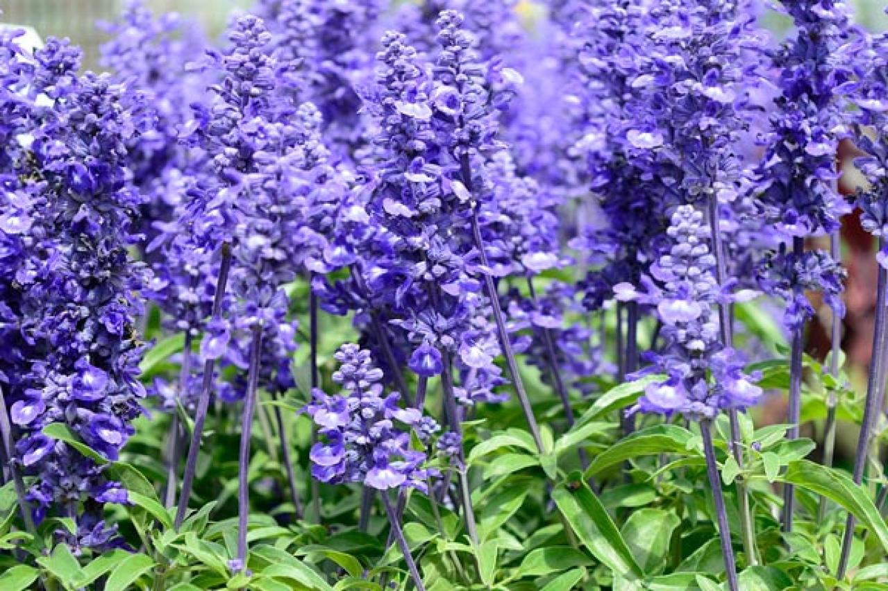 【ガーデニング】晩夏に咲く青い花10選。晩秋まで庭やベランダを彩る（画像8）