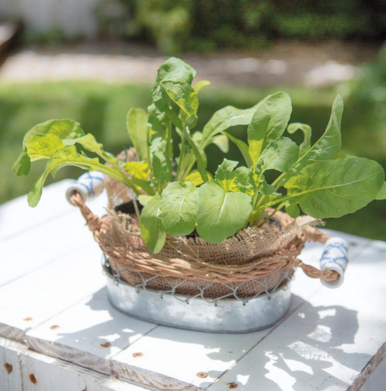 【ガーデニング】育てて楽しいハーブ【ルッコラ】の栽培方法と活用アイデア2選（画像5）