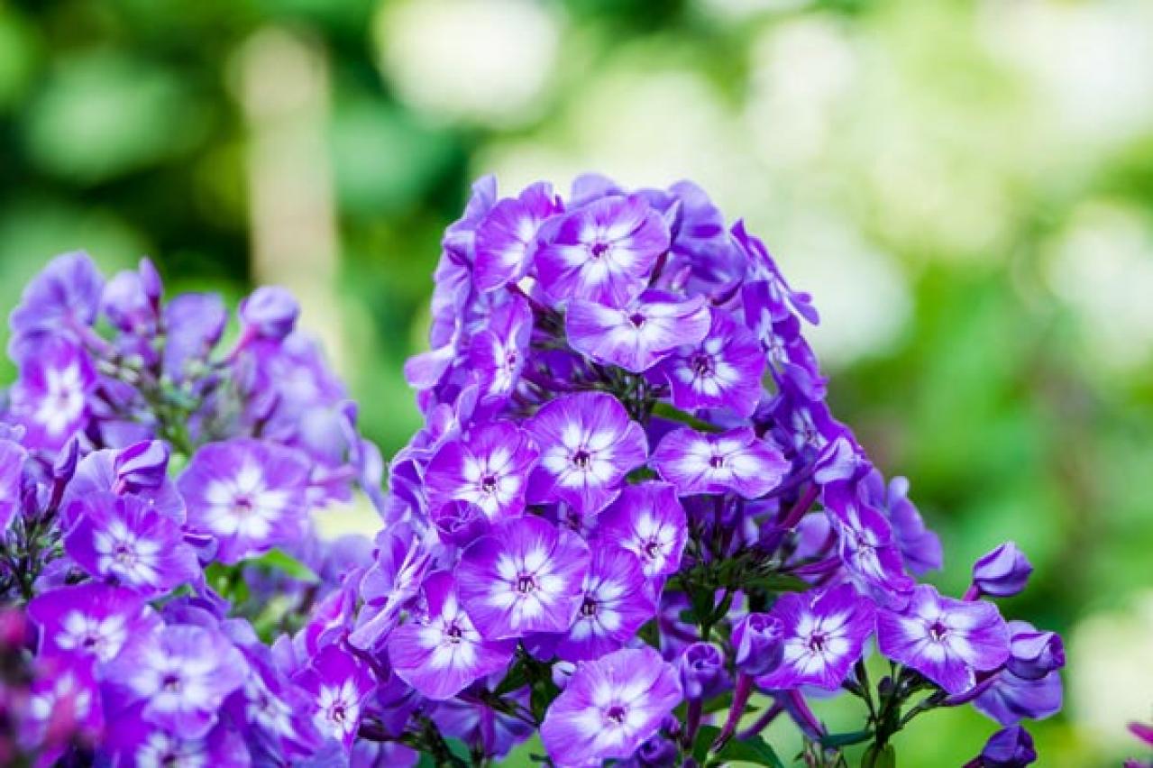 【ガーデニング】晩夏に咲く青い花10選。晩秋まで庭やベランダを彩る（画像3）