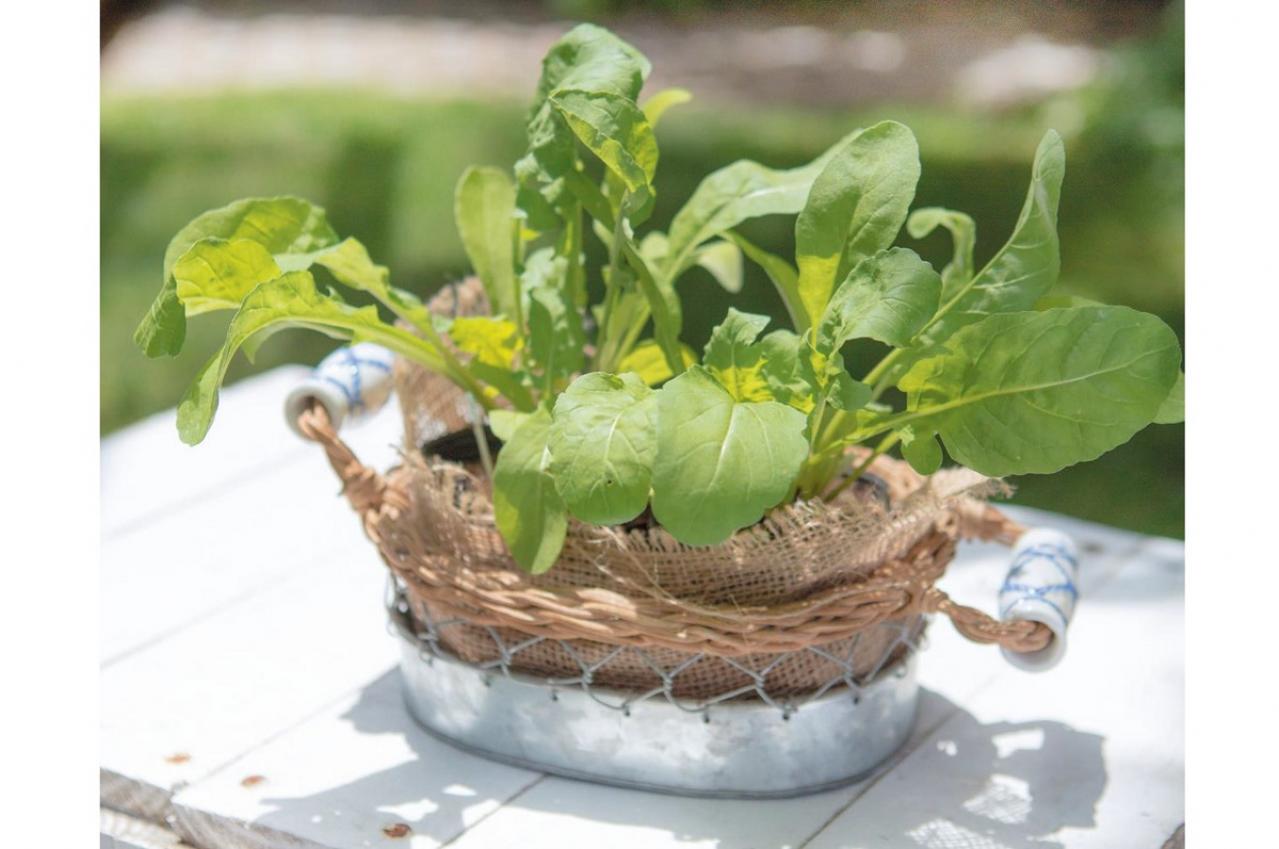 【ガーデニング】育てて楽しいハーブ【ルッコラ】の栽培方法と活用アイデア2選