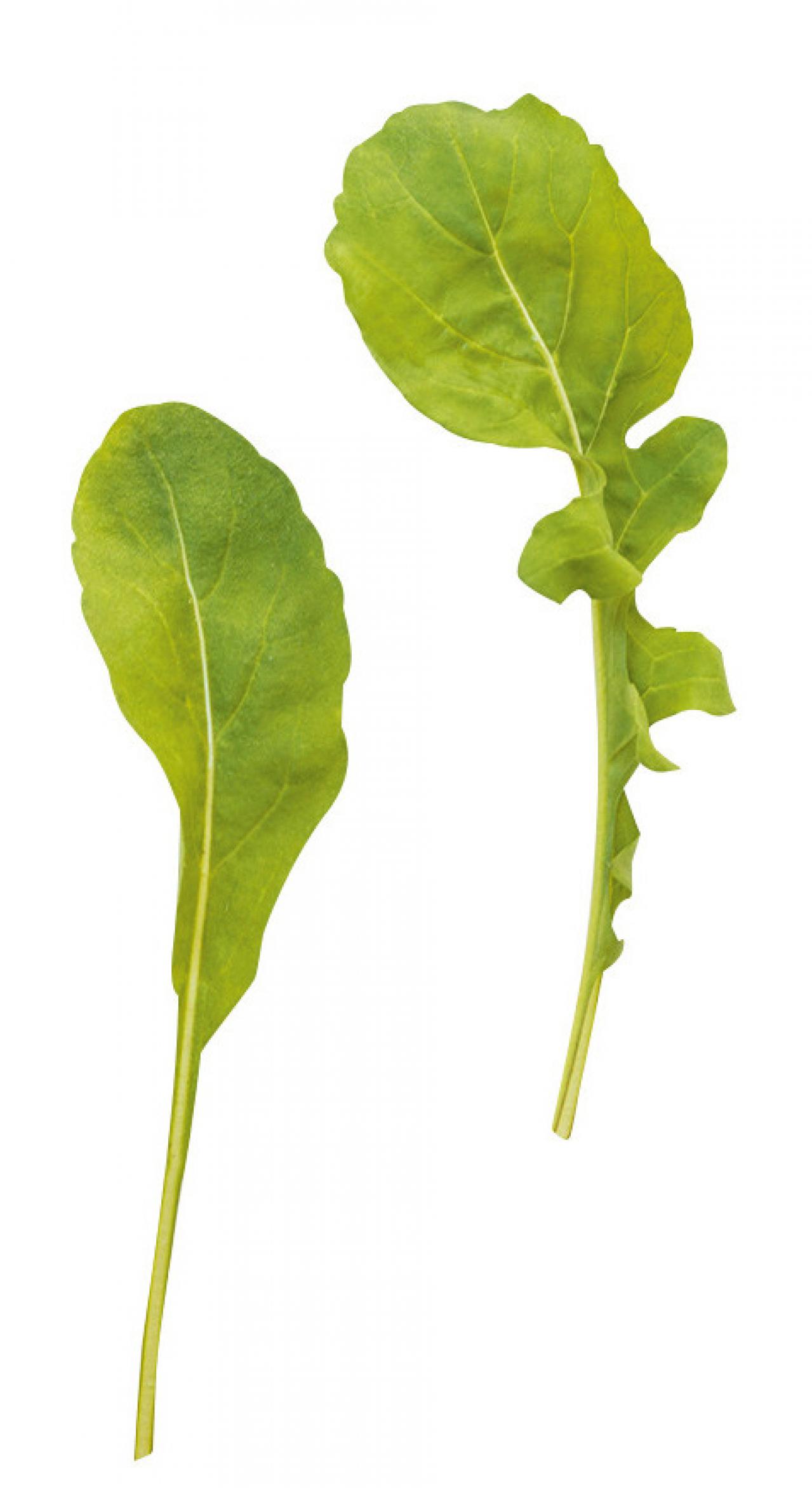 【ガーデニング】育てて楽しいハーブ【ルッコラ】の栽培方法と活用アイデア2選（画像3）