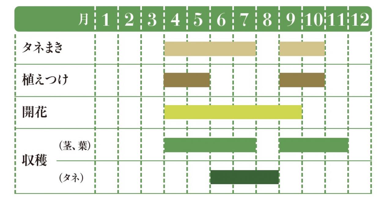 【ガーデニング】育てて楽しいハーブ【ルッコラ】の栽培方法と活用アイデア2選（画像2）