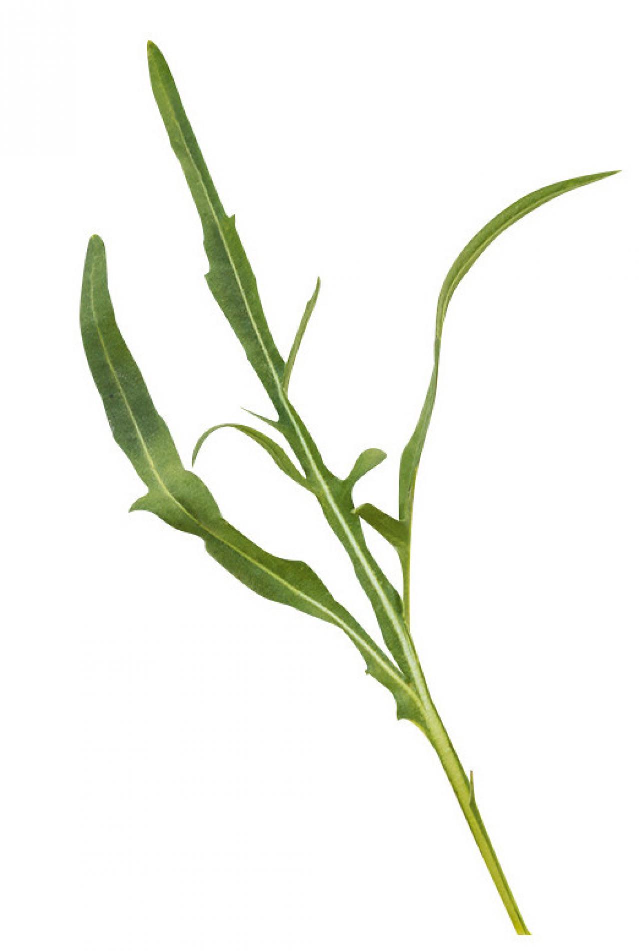 【ガーデニング】育てて楽しいハーブ【ルッコラ】の栽培方法と活用アイデア2選（画像4）