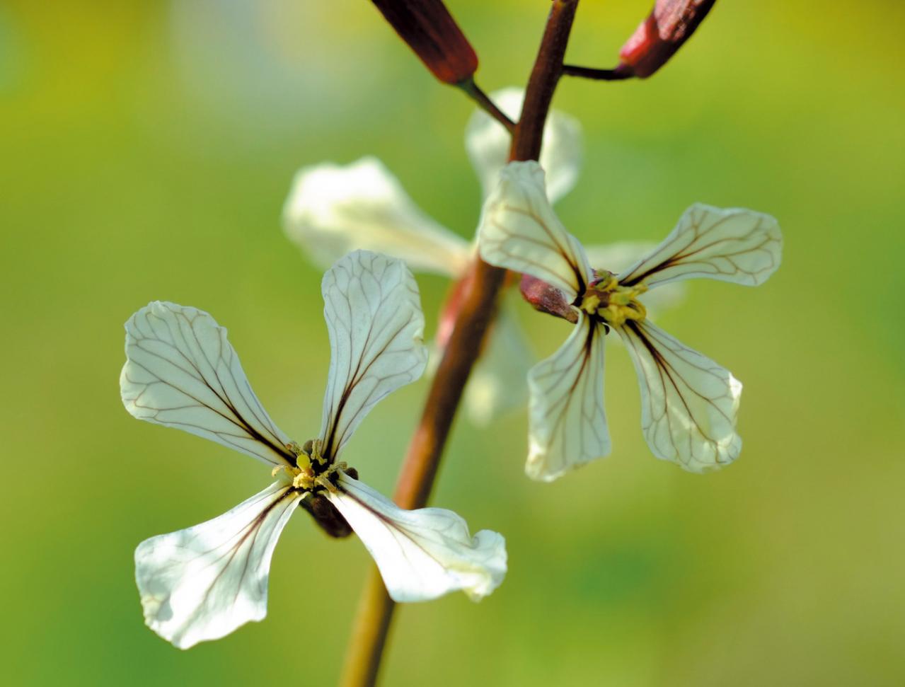 【ガーデニング】育てて楽しいハーブ【ルッコラ】の栽培方法と活用アイデア2選（画像6）