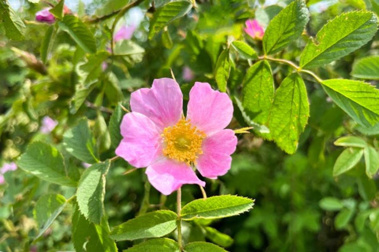 台風10号が上陸予定「その時ガーデンをどう守る？」具体的なバラのお手入れを解説（画像2）
