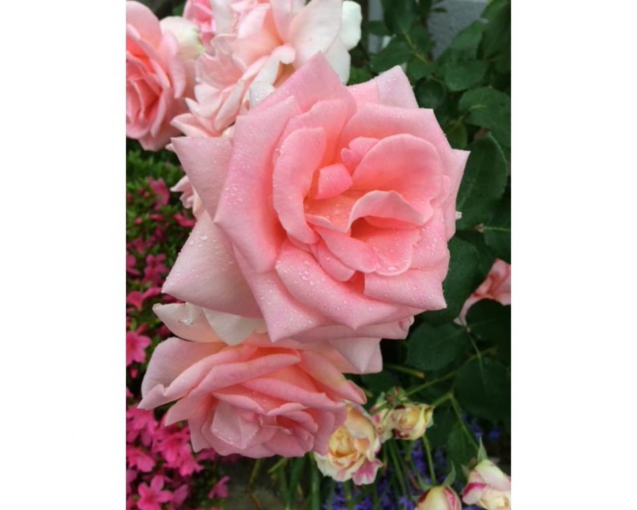 台風10号が上陸予定「その時ガーデンをどう守る？」具体的なバラのお手入れを解説（画像4）