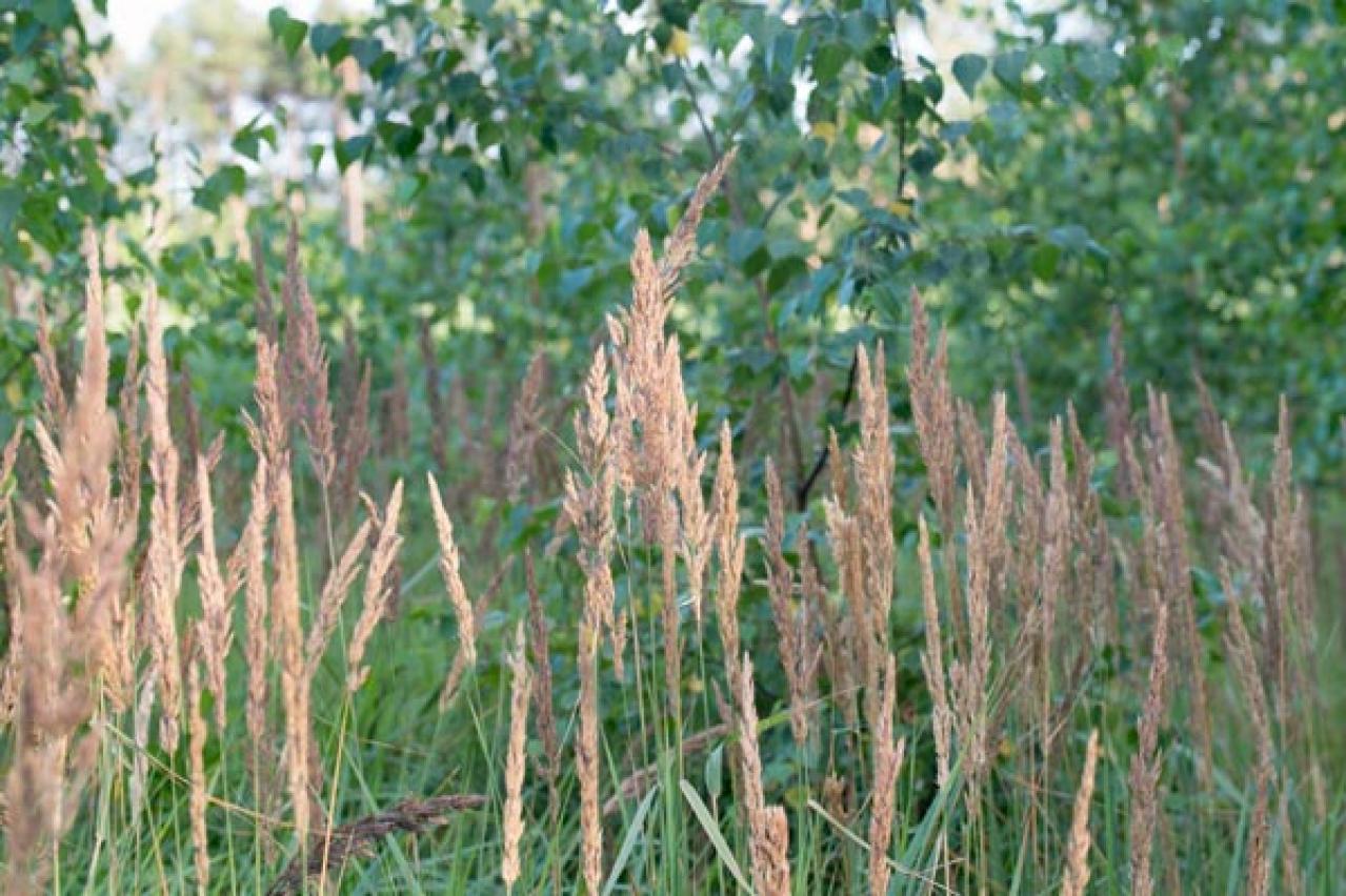 【ガーデニング】小さな庭とベランダに似合う10のおすすめグラス類。ナチュラルな多年草の風情を楽しむ（画像14）