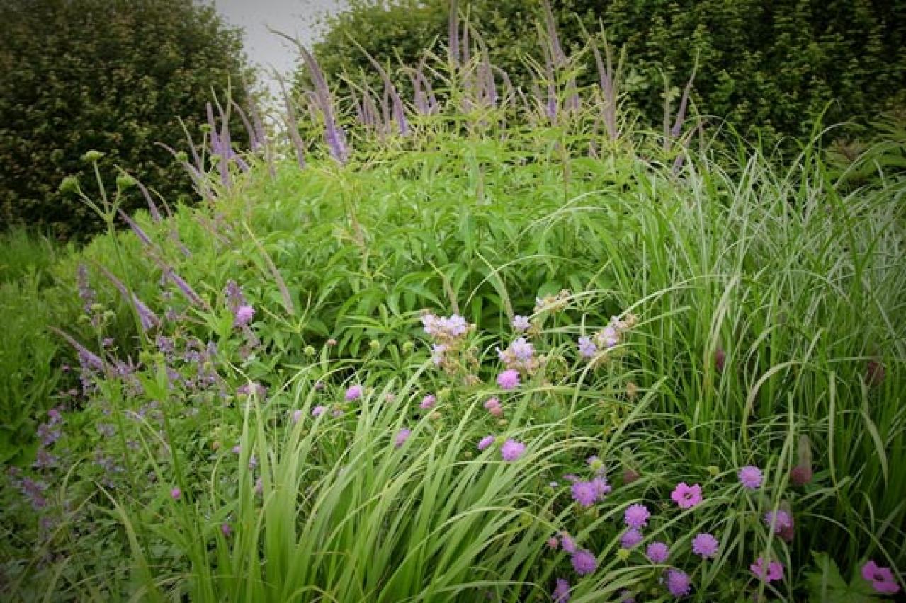【ガーデニング】小さな庭とベランダに似合う10のおすすめグラス類。ナチュラルな多年草の風情を楽しむ（画像16）