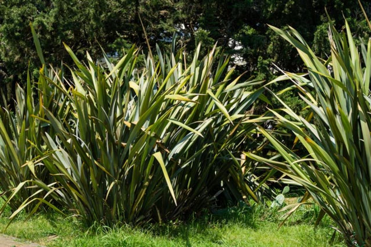 【ガーデニング】小さな庭とベランダに似合う10のおすすめグラス類。ナチュラルな多年草の風情を楽しむ（画像13）