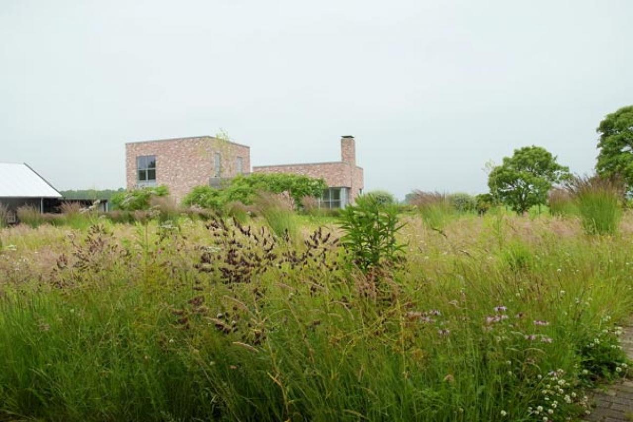 【ガーデニング】小さな庭とベランダに似合う10のおすすめグラス類。ナチュラルな多年草の風情を楽しむ（画像3）