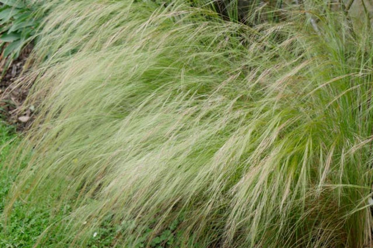 【ガーデニング】小さな庭とベランダに似合う10のおすすめグラス類。ナチュラルな多年草の風情を楽しむ（画像10）