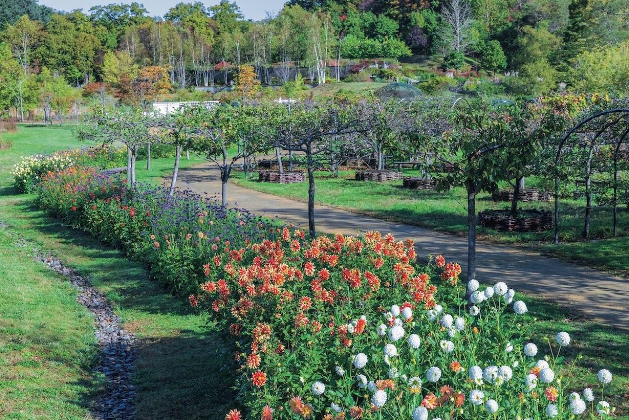 カラフルな秋の花の女王【ダリア】の名所2選｜園芸研究家・桐原春子さんおすすめ（画像2）