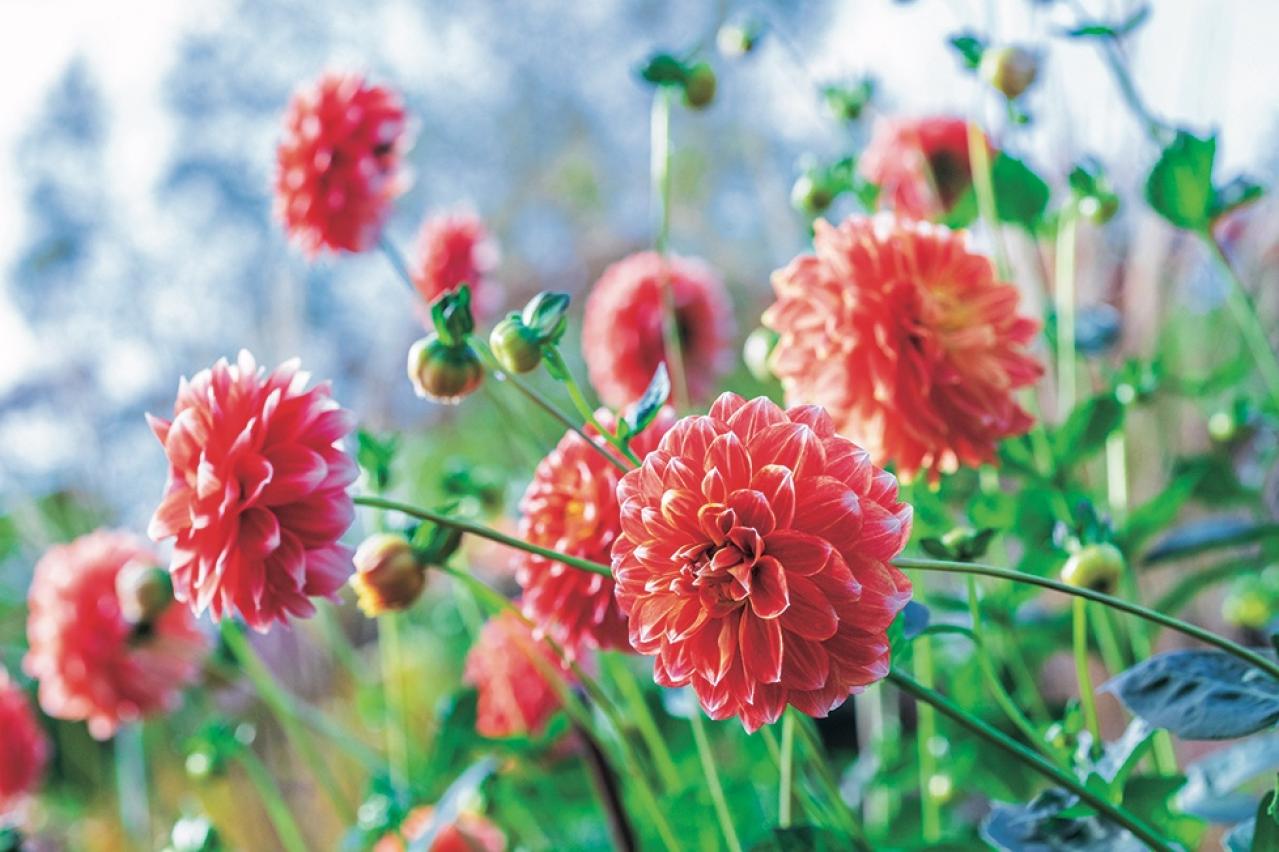 カラフルな秋の花の女王【ダリア】の名所2選｜園芸研究家・桐原春子さんおすすめ（画像5）