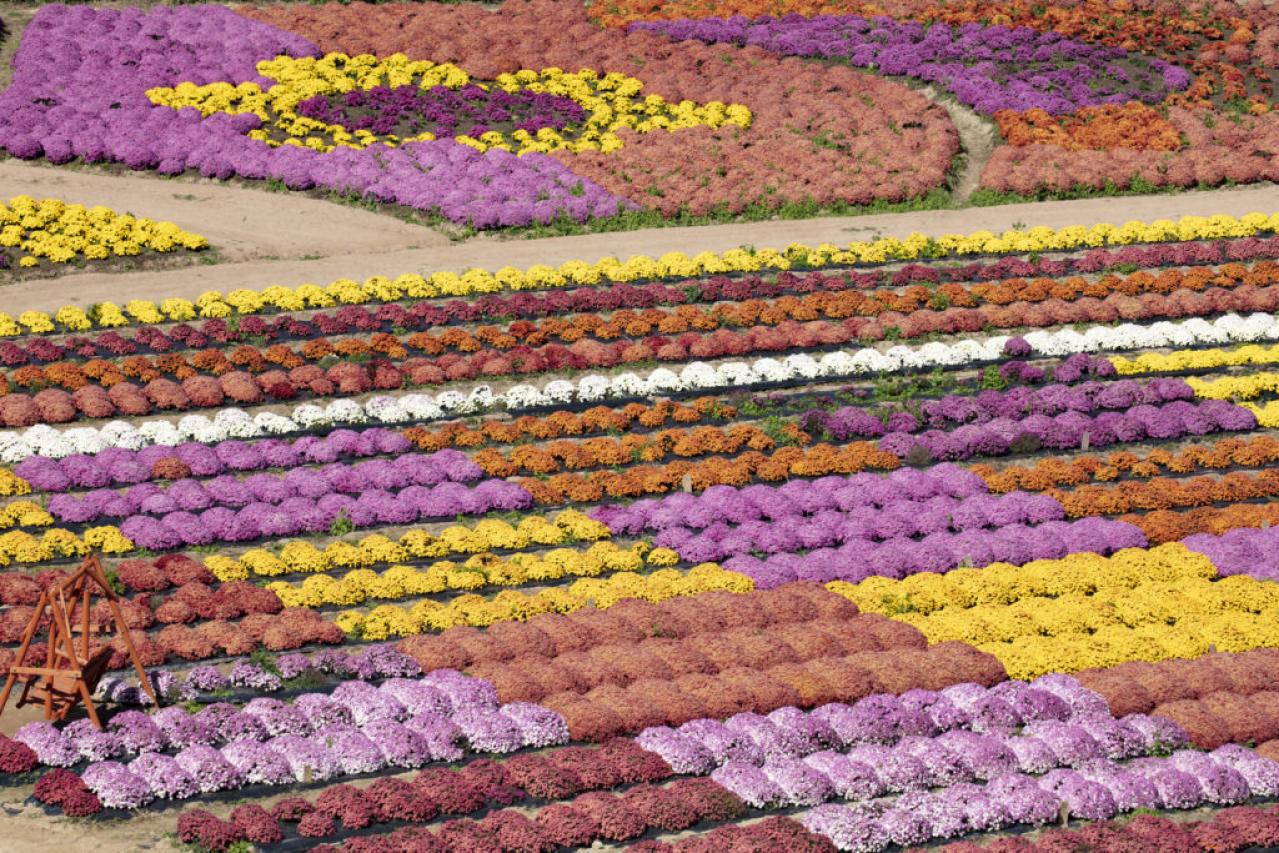 カラフルな秋の花の女王【ダリア】の名所2選｜園芸研究家・桐原春子さんおすすめ（画像9）