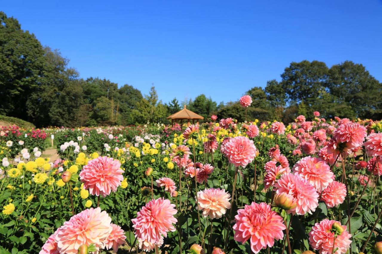 カラフルな秋の花の女王【ダリア】の名所2選｜園芸研究家・桐原春子さんおすすめ