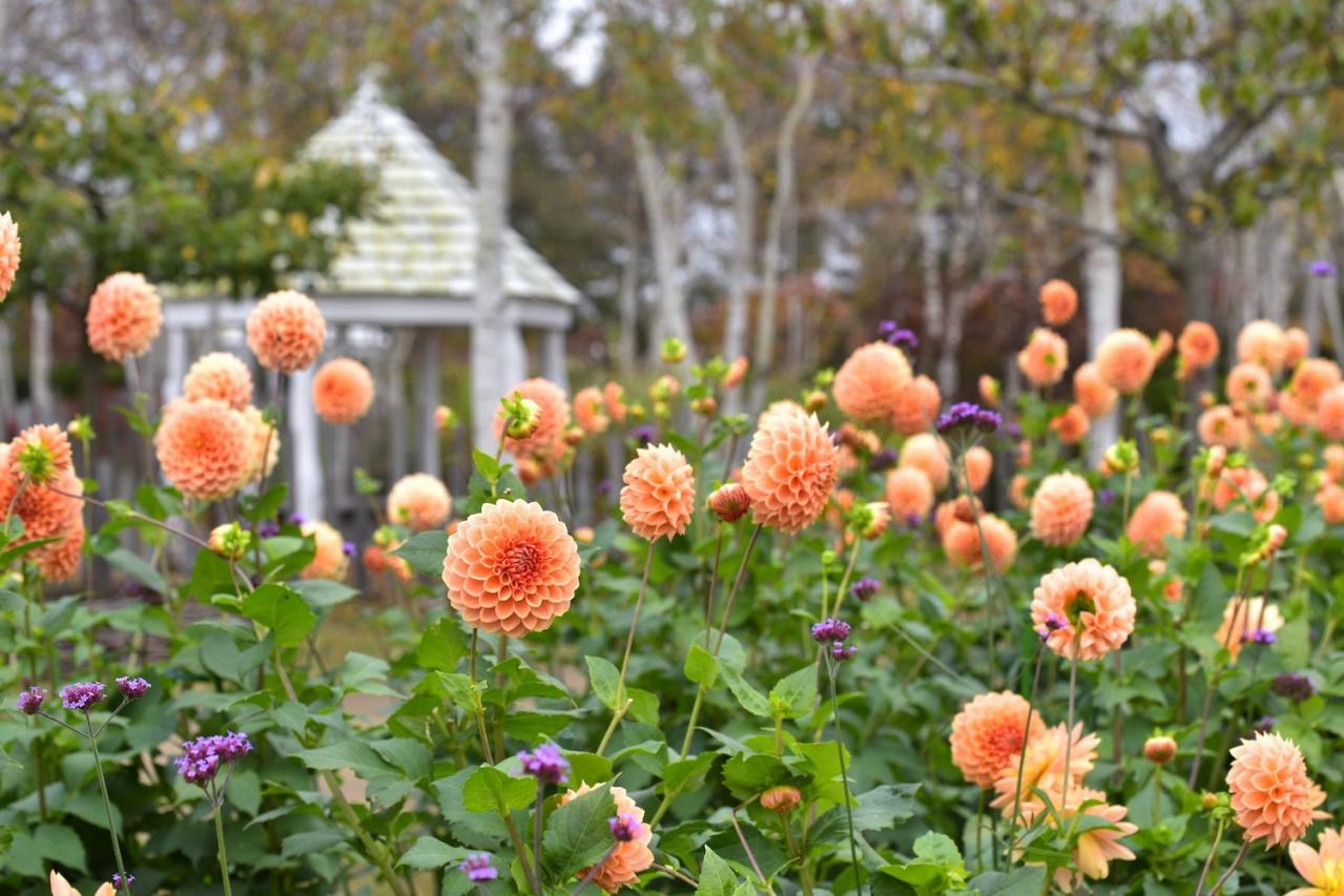 カラフルな秋の花の女王【ダリア】の名所2選｜園芸研究家・桐原春子さんおすすめ（画像3）