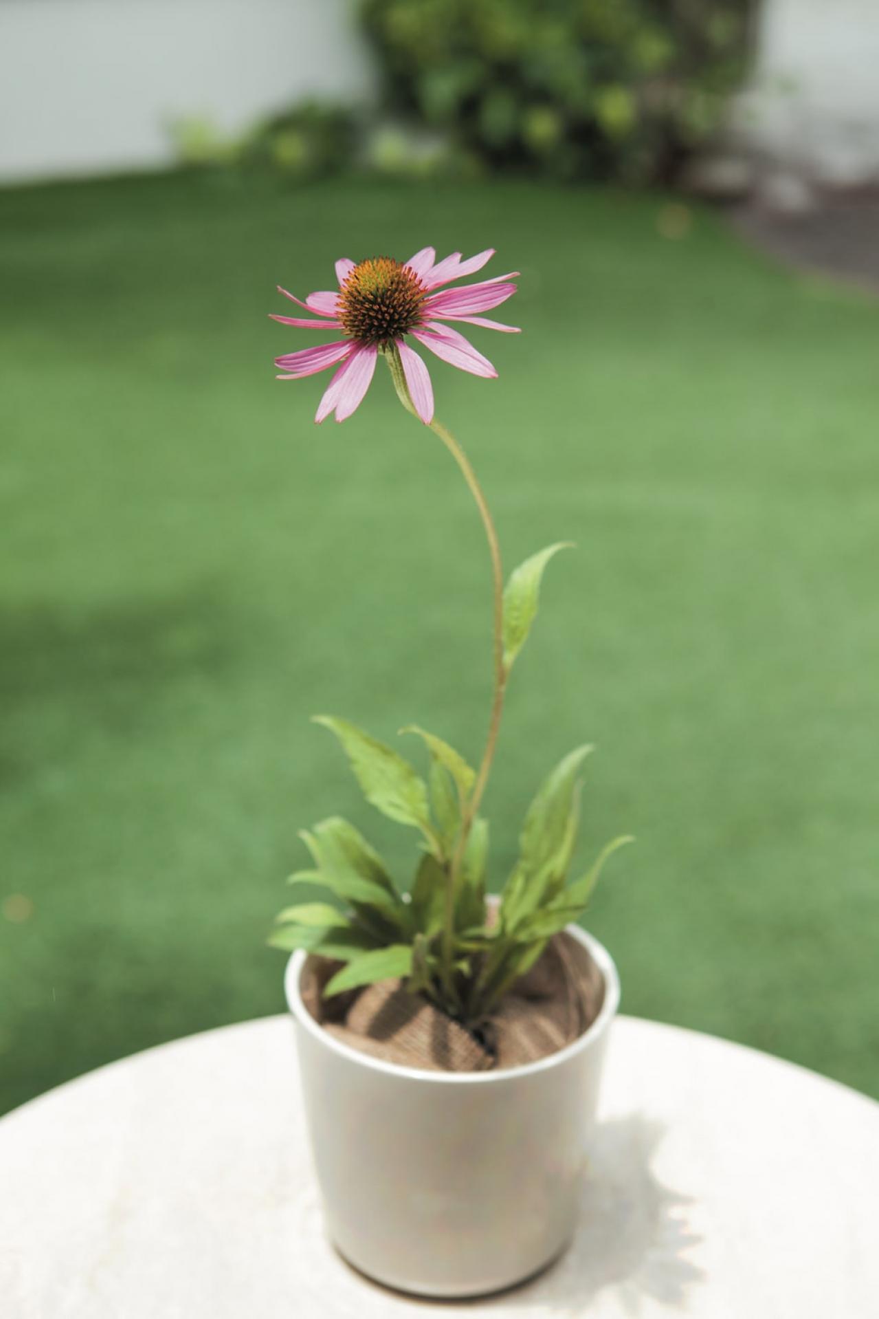 【ガーデニング】花の美しさに魅了される多年草ハーブ【エキナセア】の栽培方法と活用アイデア2選（画像4）