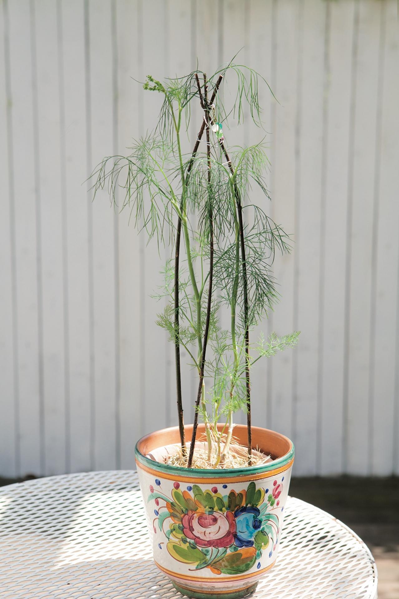 【ガーデニング】料理にも庭の彩りにも重宝するハーブ【ディル】の栽培方法と活用アイデア2選（画像4）