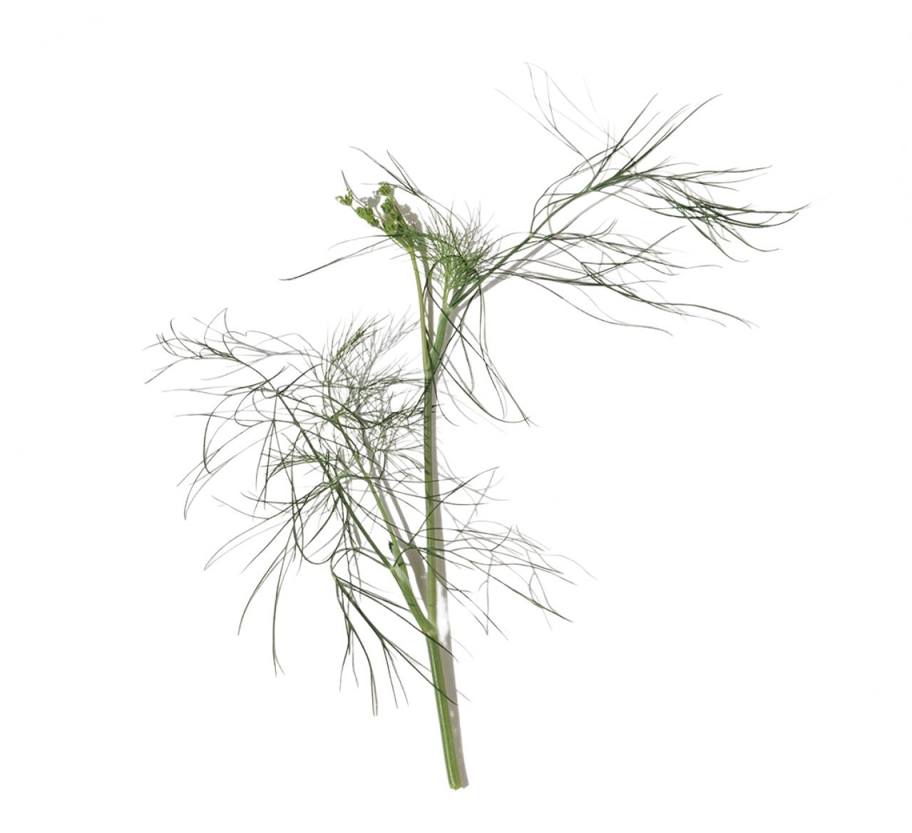 【ガーデニング】料理にも庭の彩りにも重宝するハーブ【ディル】の栽培方法と活用アイデア2選（画像3）