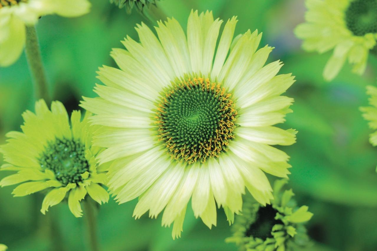 【ガーデニング】花の美しさに魅了される多年草ハーブ【エキナセア】の栽培方法と活用アイデア2選（画像5）