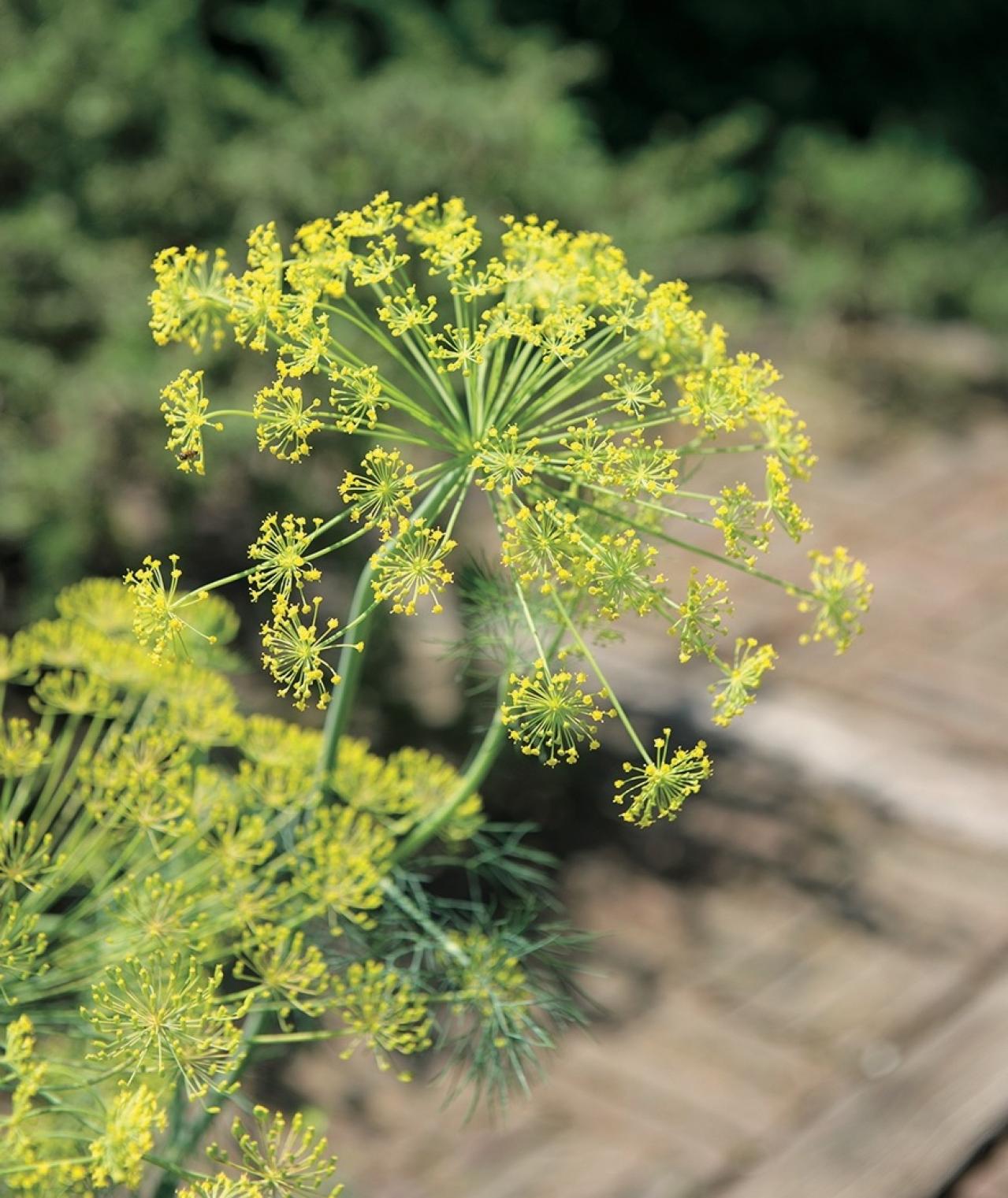 【ガーデニング】料理にも庭の彩りにも重宝するハーブ【ディル】の栽培方法と活用アイデア2選（画像5）