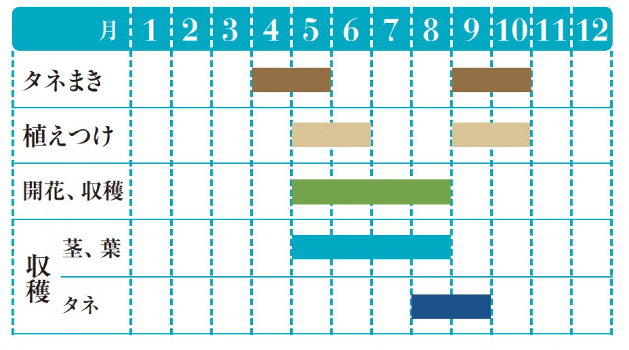 【ガーデニング】料理にも庭の彩りにも重宝するハーブ【ディル】の栽培方法と活用アイデア2選（画像2）