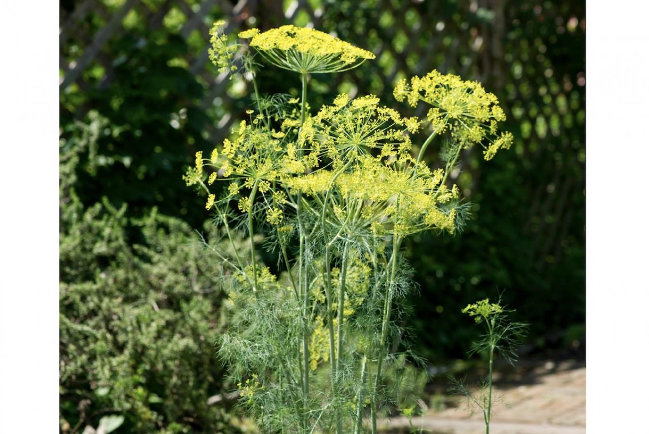 【ガーデニング】料理にも庭の彩りにも重宝するハーブ【ディル】の栽培方法と活用アイデア2選