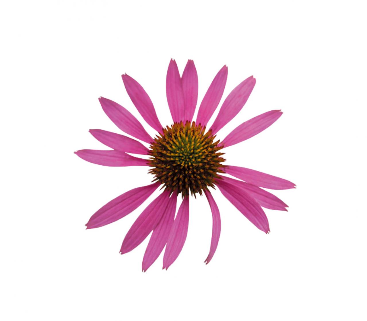 【ガーデニング】花の美しさに魅了される多年草ハーブ【エキナセア】の栽培方法と活用アイデア2選（画像3）