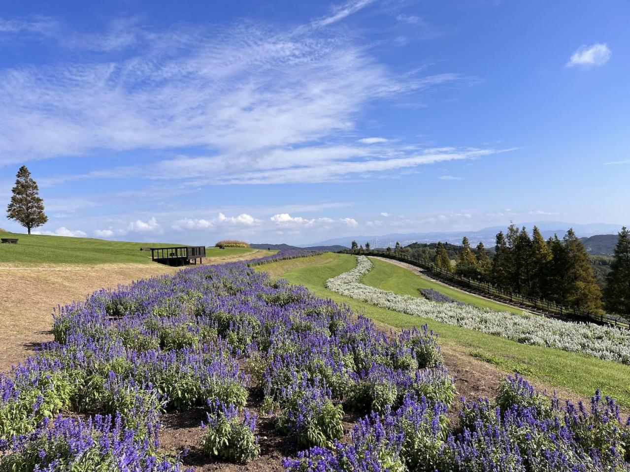 あざやかな赤、紫に一面が染まる【サルビア】の名所3選｜園芸研究家・桐原春子さんおすすめ（画像9）