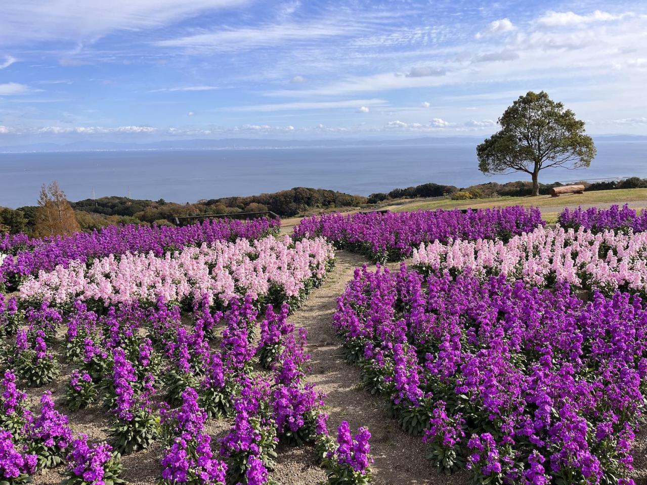あざやかな赤、紫に一面が染まる【サルビア】の名所3選｜園芸研究家・桐原春子さんおすすめ（画像12）