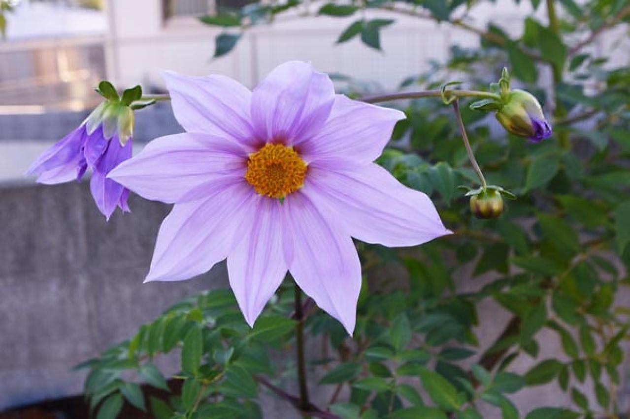 【ガーデニング】大きな花を華やかに咲かせる多年草［皇帝ダリア］の育て方（画像3）