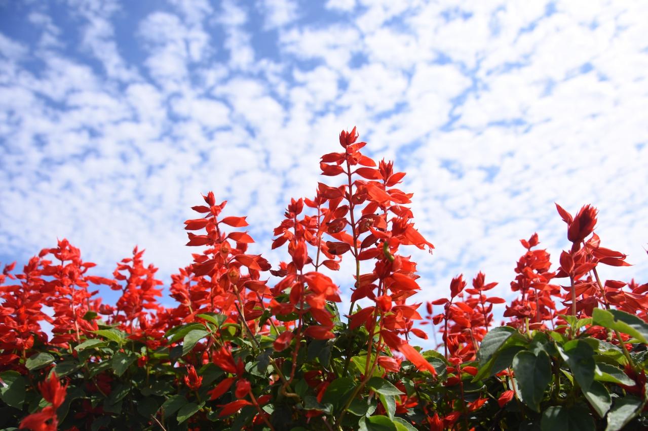 あざやかな赤、紫に一面が染まる【サルビア】の名所3選｜園芸研究家・桐原春子さんおすすめ（画像8）