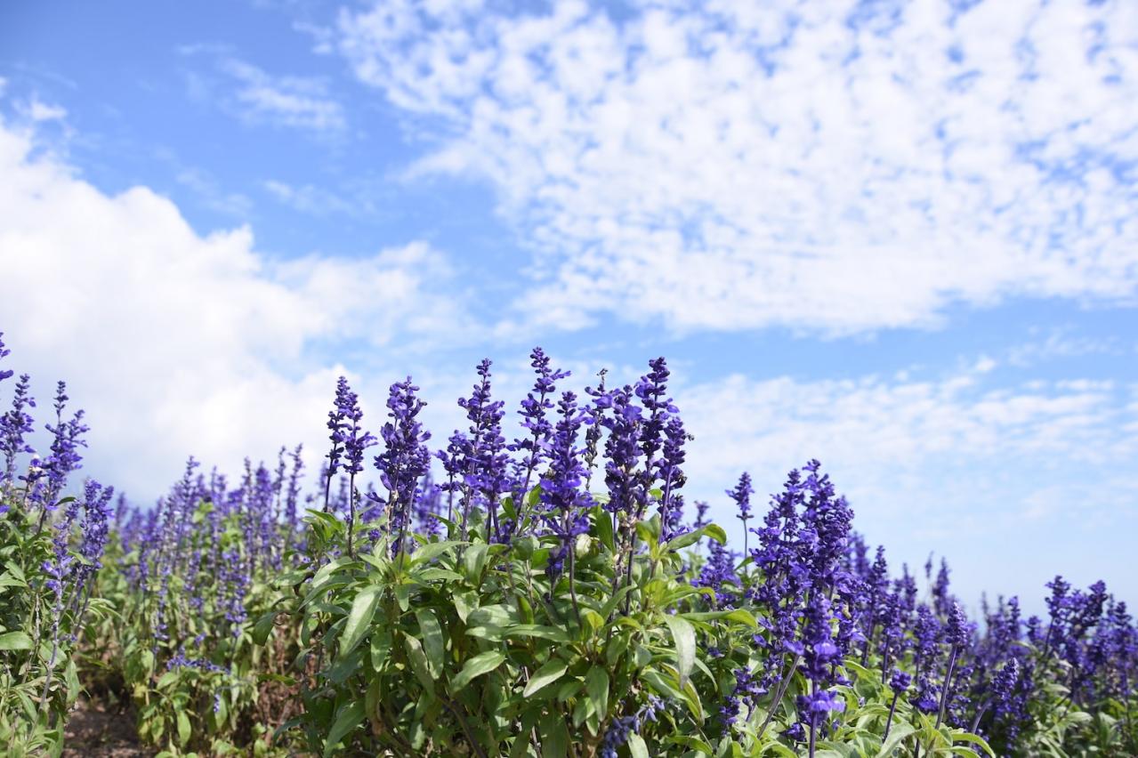 あざやかな赤、紫に一面が染まる【サルビア】の名所3選｜園芸研究家・桐原春子さんおすすめ（画像10）