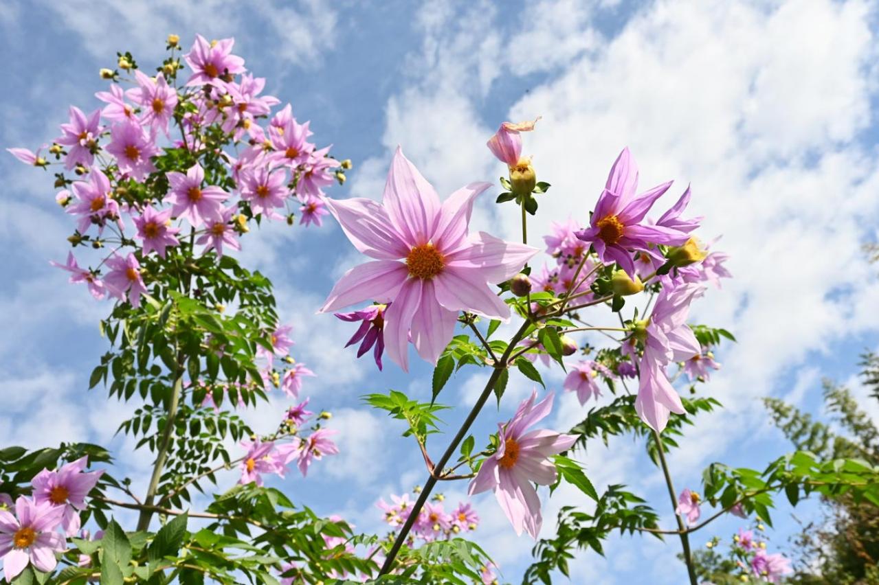 【ガーデニング】大きな花を華やかに咲かせる多年草【皇帝ダリア】の育て方
