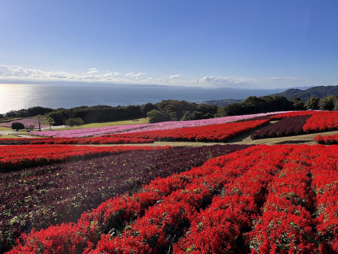 あざやかな赤、紫に一面が染まる【サルビア】の名所3選｜園芸研究家・桐原春子さんおすすめ（画像6）