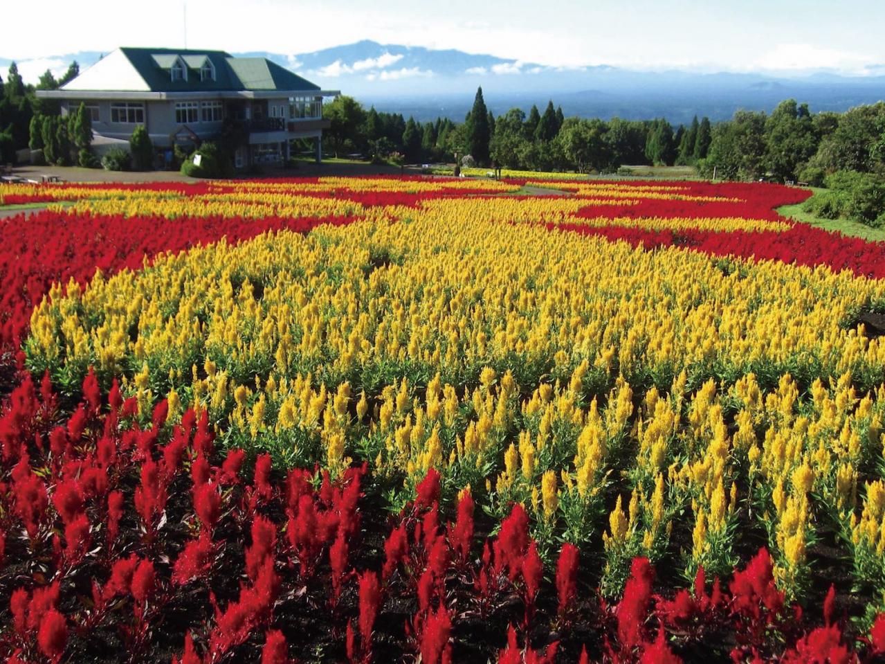 あざやかな赤、紫に一面が染まる【サルビア】の名所3選｜園芸研究家・桐原春子さんおすすめ（画像15）