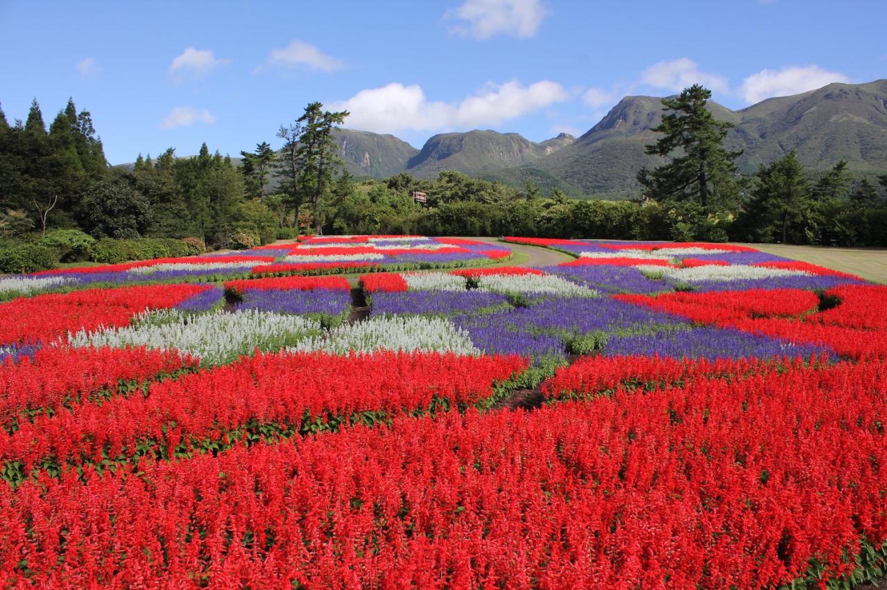 あざやかな赤、紫に一面が染まる【サルビア】の名所3選｜園芸研究家・桐原春子さんおすすめ（画像13）