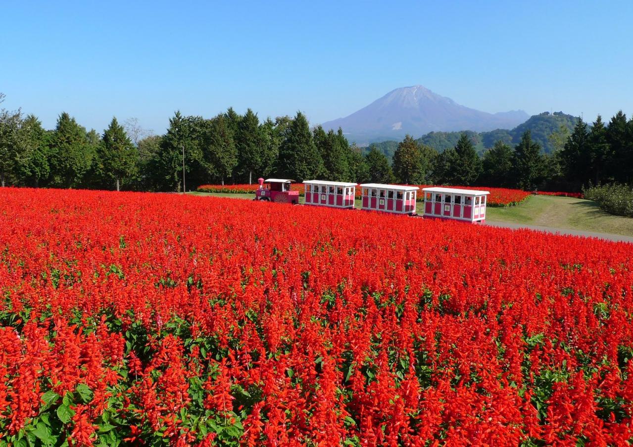 あざやかな赤、紫に一面が染まる【サルビア】の名所3選｜園芸研究家・桐原春子さんおすすめ（画像2）