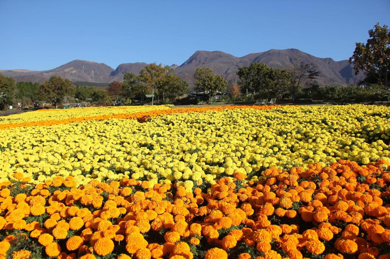 あざやかな赤、紫に一面が染まる【サルビア】の名所3選｜園芸研究家・桐原春子さんおすすめ（画像14）