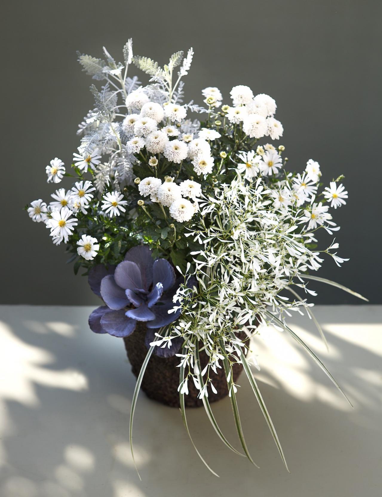 【ガーデニング】9〜10月に出回る苗で作る【白いマムの寄せ植え】植えつけプロセスも公開！（画像8）