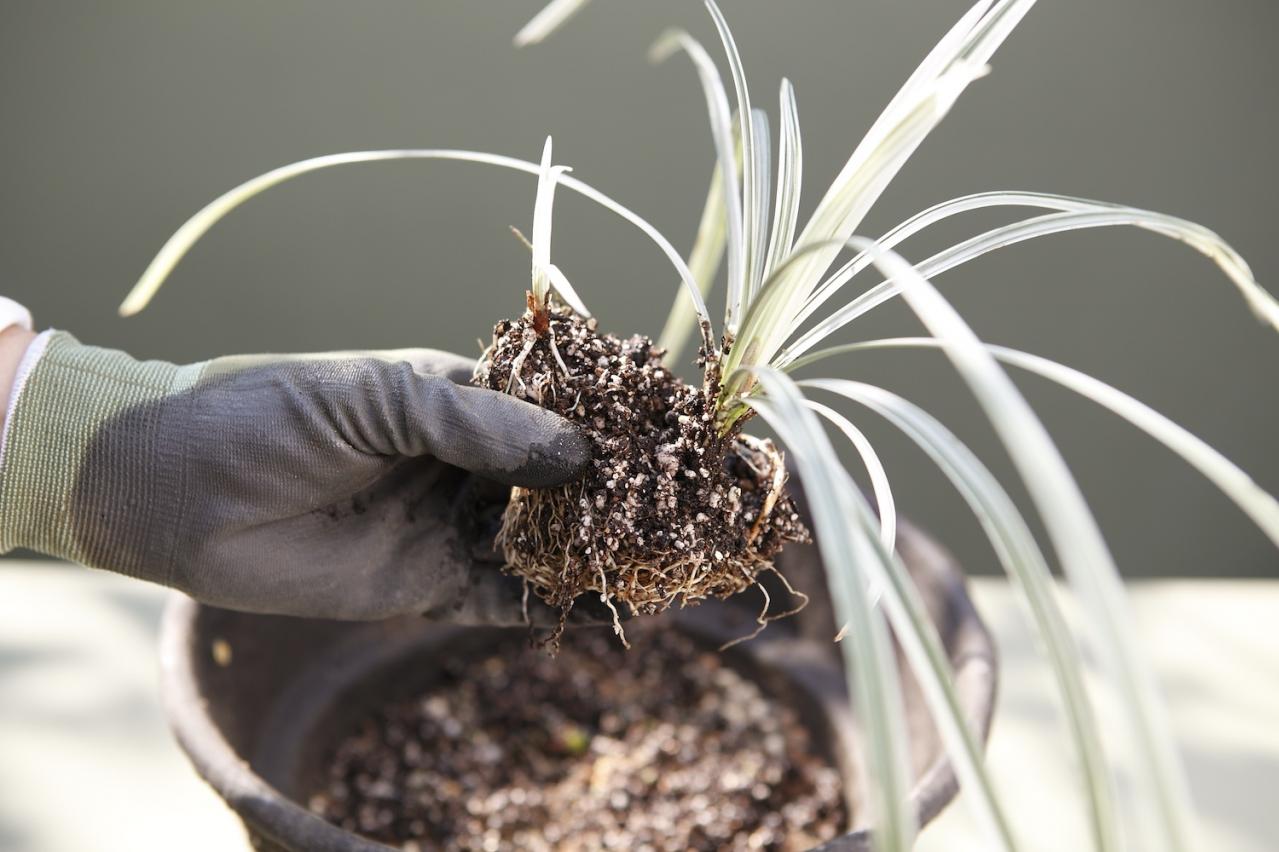 【ガーデニング】9〜10月に出回る苗で作る【白いマムの寄せ植え】植えつけプロセスも公開！（画像11）