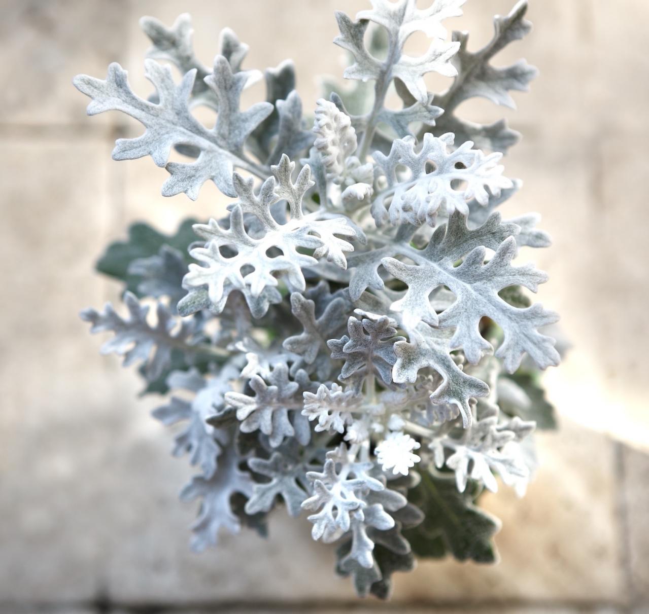 【ガーデニング】9〜10月に出回る苗で作る【白いマムの寄せ植え】植えつけプロセスも公開！（画像5）