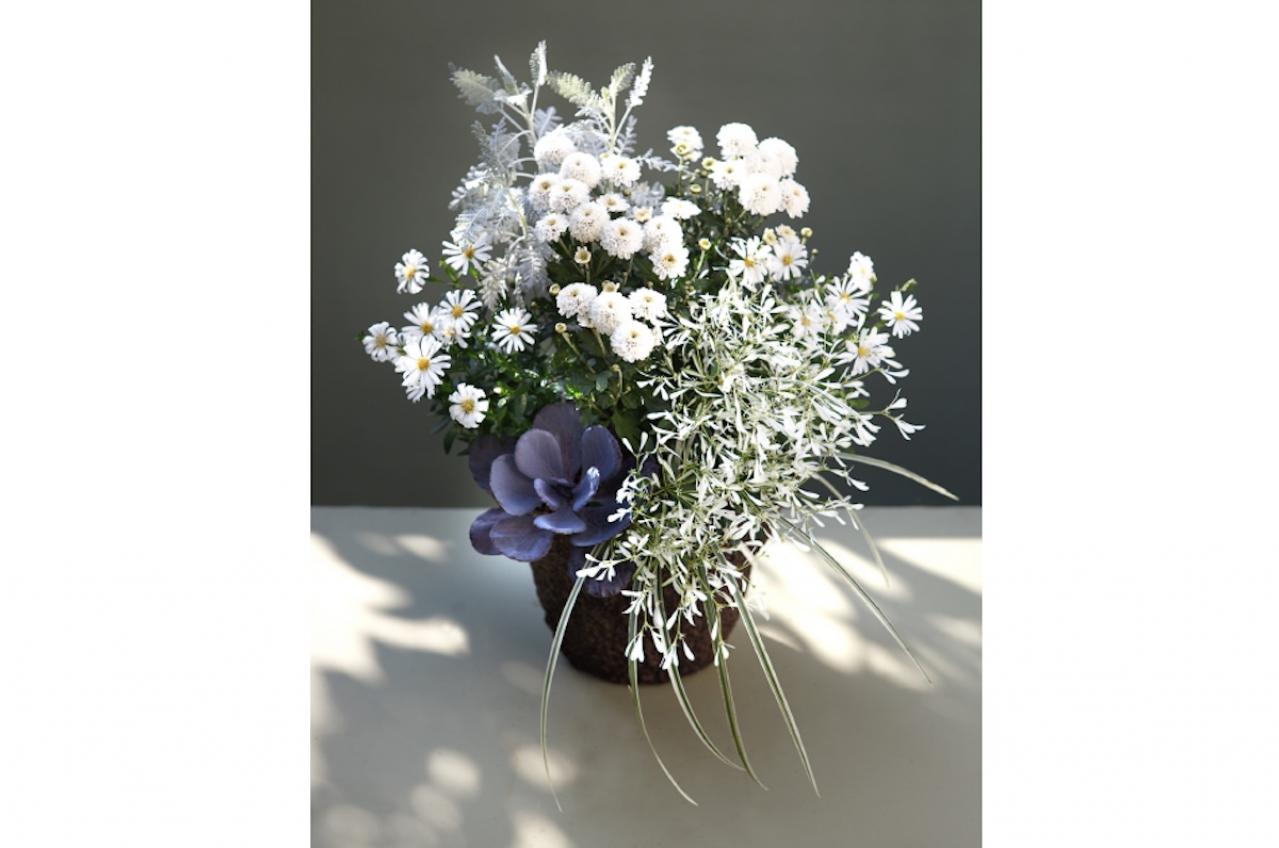 【ガーデニング】9〜10月に出回る苗で作る【白いマムの寄せ植え】植えつけプロセスも公開！